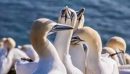 九游娱乐官方平台-亚冠联赛 中国女足复仇 热血时刻令人动容，中国女足亚洲杯夺冠